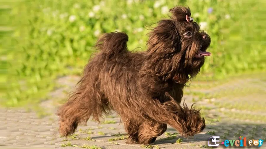 Rus Finosu (Bolonka)