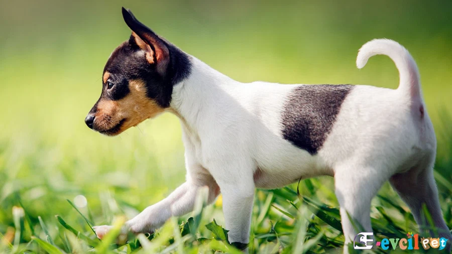 Toy Fox Terrier Karakter Özellikleri