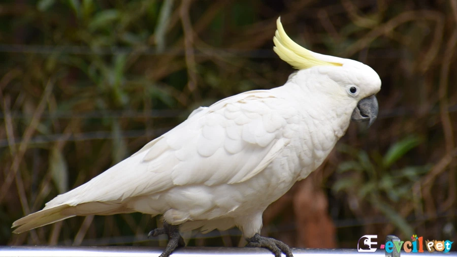 Doğada Kakadu Papağanı (Cockatoo)