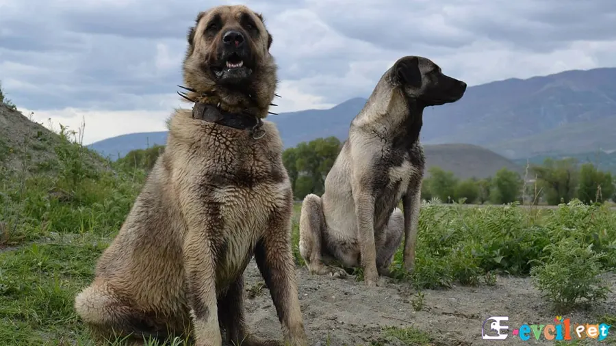 Kangal Köpeği Temel Eğitimi (Sivas Kangalı) 