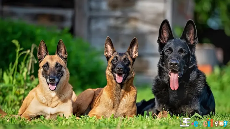 Alman çoban Köpeği Alman Kurdu Temel Eğitimi ve Tuvalet Eğitimi
