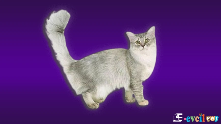 Tiffanie (Asian Semi-Longhair)