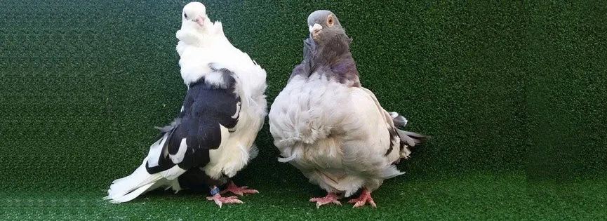 Chinese Owl Pigeons