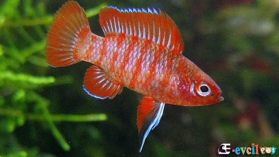 Kırmızı Badis (Dario dario)