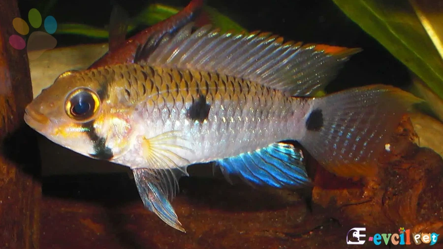 Apistogramma steindachneri (Steindachner's Cichlid)