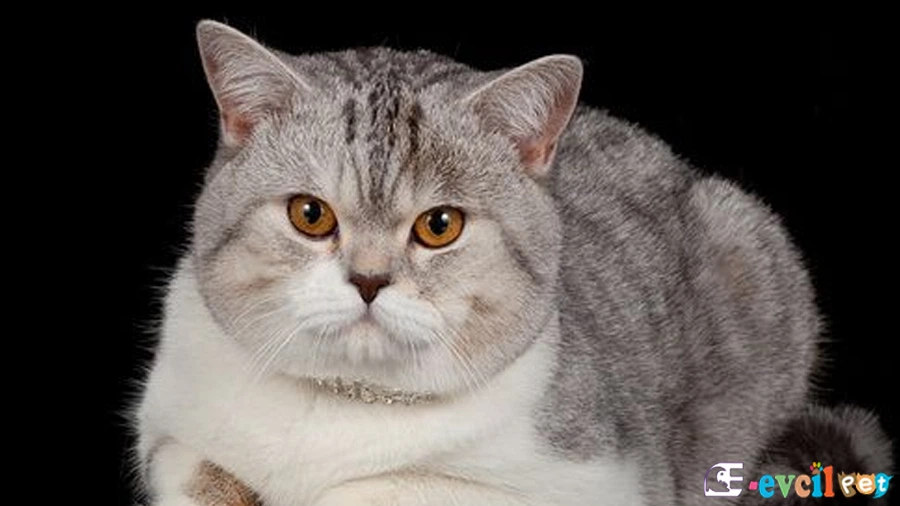 Scottish Straight Bakımı ve Beslenmesi