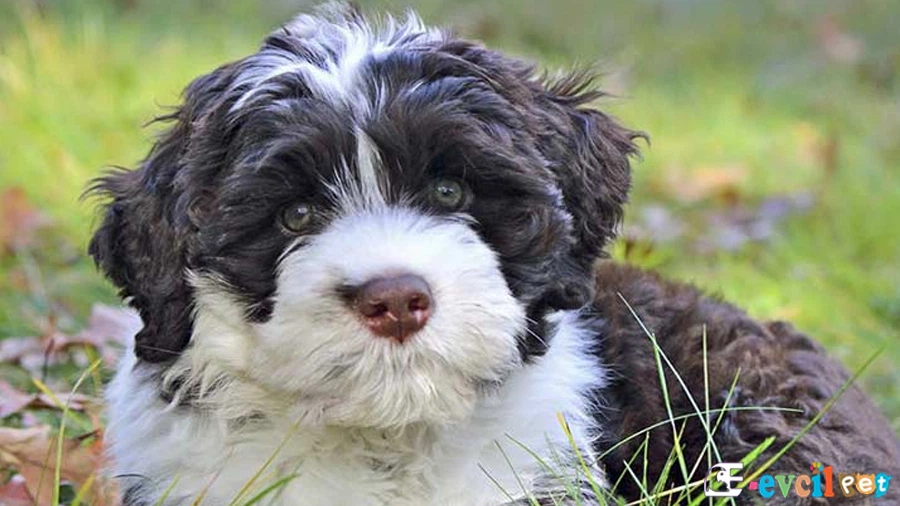 Portekiz Su Köpeği (Portugese Water Bakımı ve Beslenmesi)