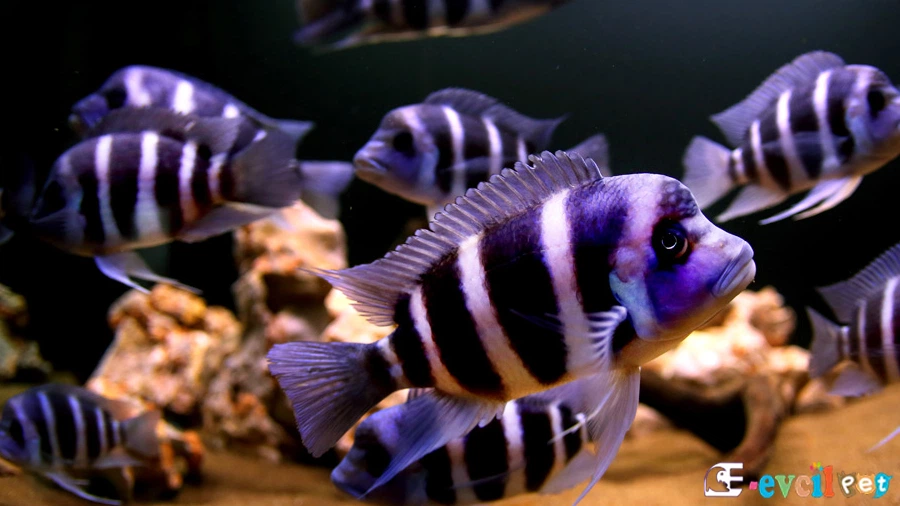 Frontosa Üremesi