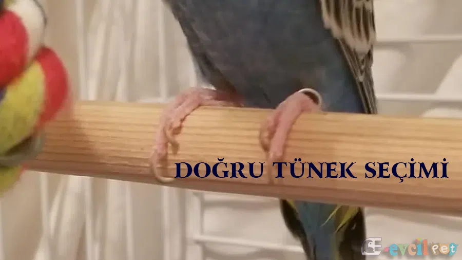 Muhabbet Kuşu Doğru Tünek