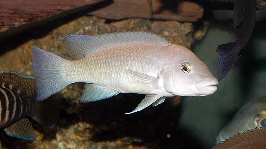 Neolamprologus mondabu Erkek