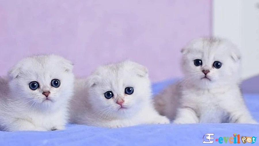 Scottish Fold Genetik Sağlık Sorunları