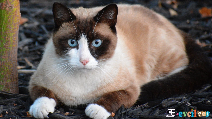 Snowshoe (Karayak) Kedisi