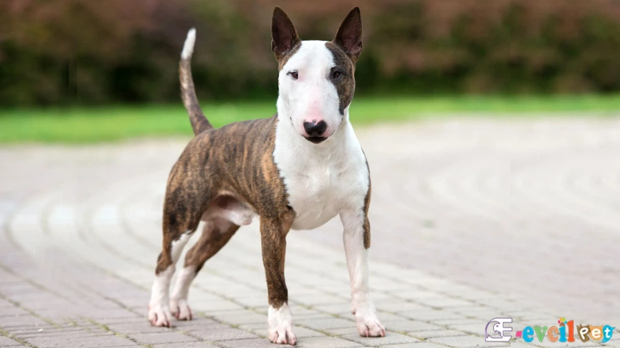 Minyatür Bull Terrier Bakımı ve Beslenmesi