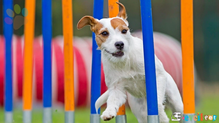 Köpeklere Egzersiz ve Spor nasıl yaptırılmalı?