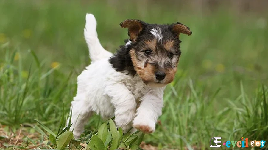 Wire Fox Terrier Genetik Sağlık Sorunları (Tel Tüylü Tilki Teriyeri)