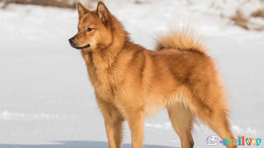 Finnish Spitz Fiziksel Özellikleri