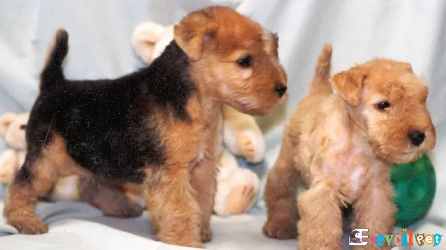 Lakeland Terrier