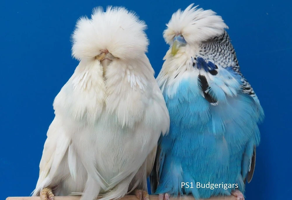 Jumbo Muhabbet Kuşu Beyaz Dişi Mavi Erkek