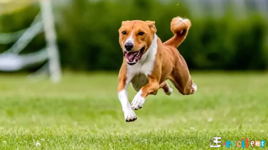 Basenji Fiziksel Özellikleri