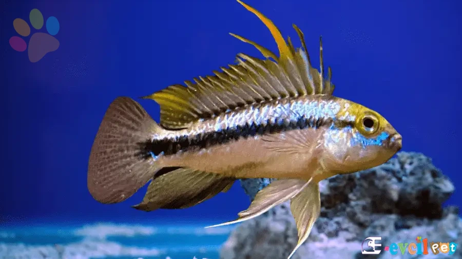 Apistogramma trifasciata (Three-banded Cichlid)