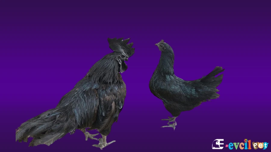 Ayam Cemani Bakımı ve Beslenmesi