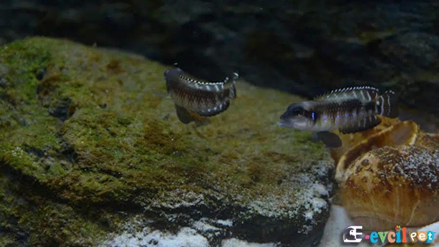 Lamprologus speciosus (Siyah Ocellatus) Erkek ve Dişi