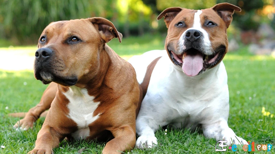 American Staffordshire Bakımı ve Beslenmesi