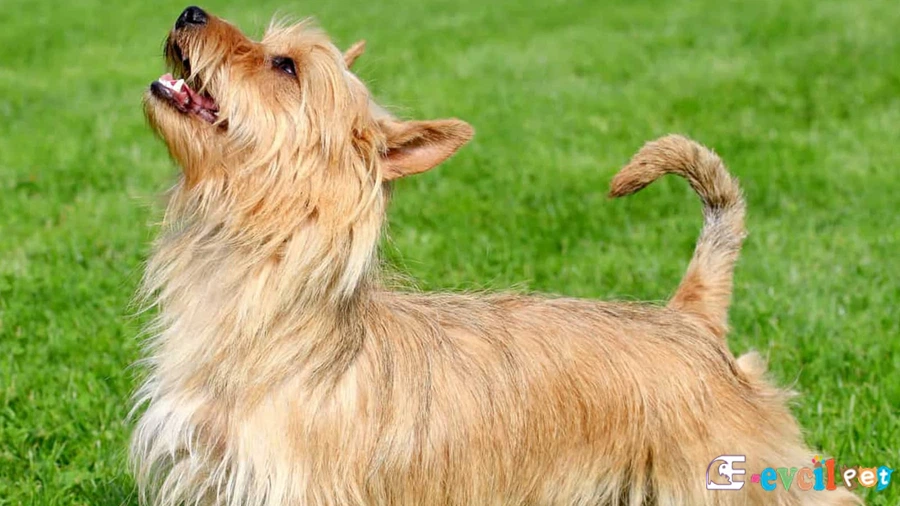 Australian Terrier Bakımı ve Beslenmesi