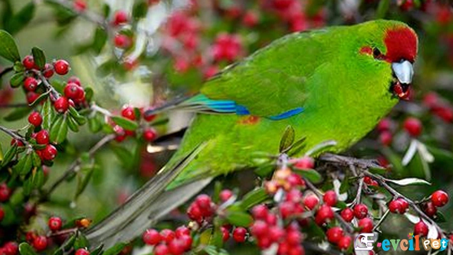 Kakariki Papağanı (Cyanoramphus)