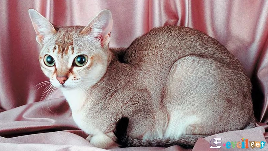 Singapura Kedisi