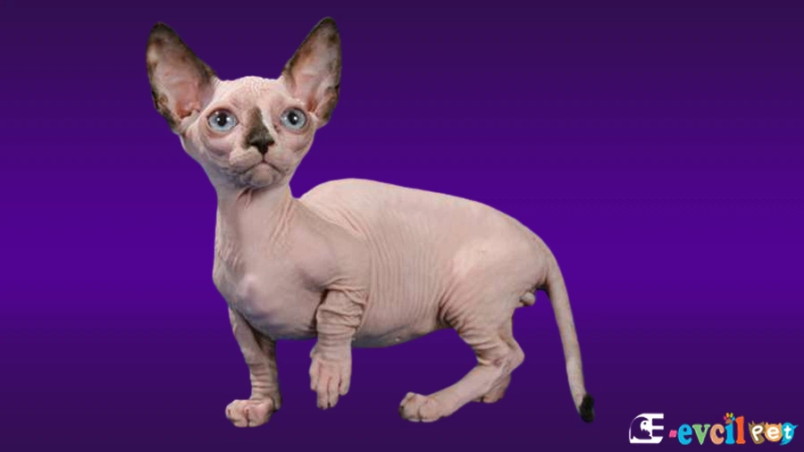 Bambino Karakter Özellikleri