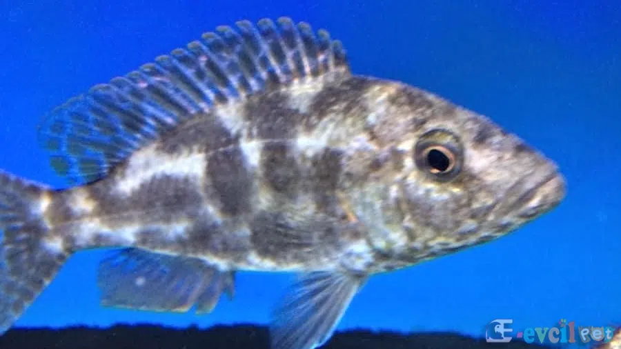 Nimbochromis Polystigma Genç Yavru