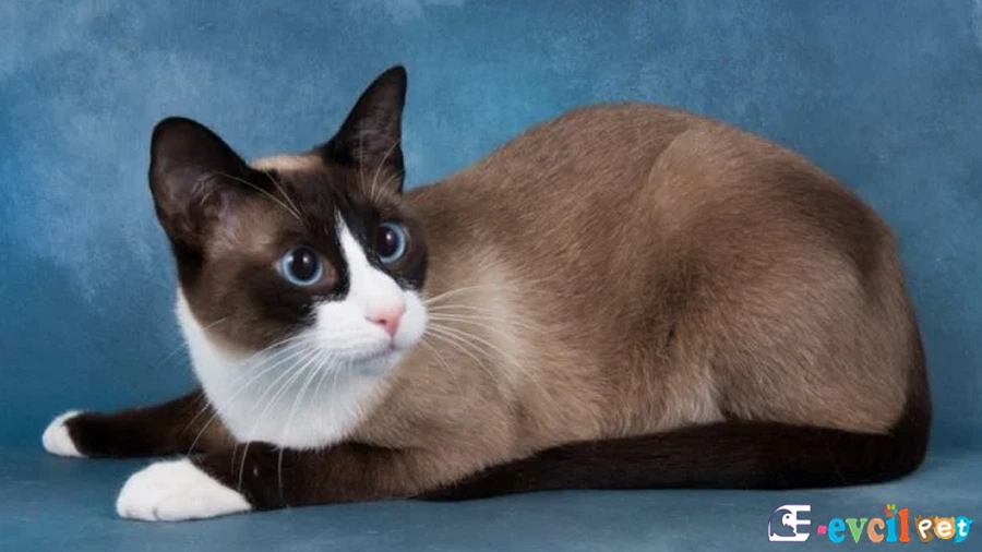 Snowshoe (Karayak) Kedisi