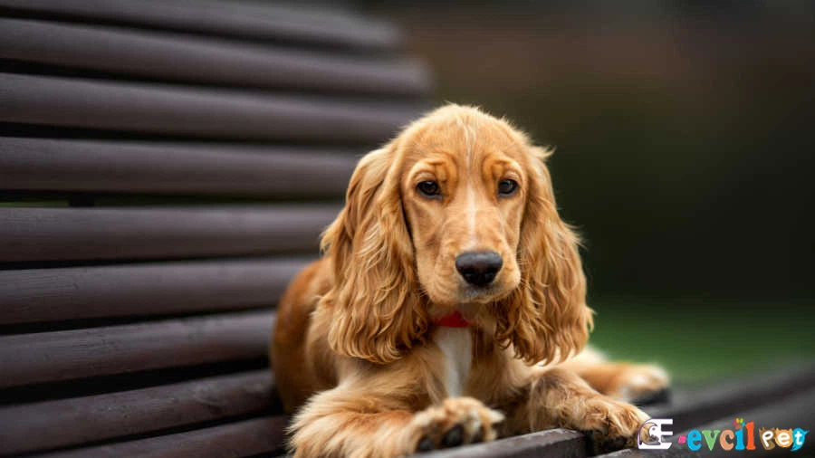 İngiliz Cocker Spaniel Temel Eğitimi ve Tuvalet Eğitimi