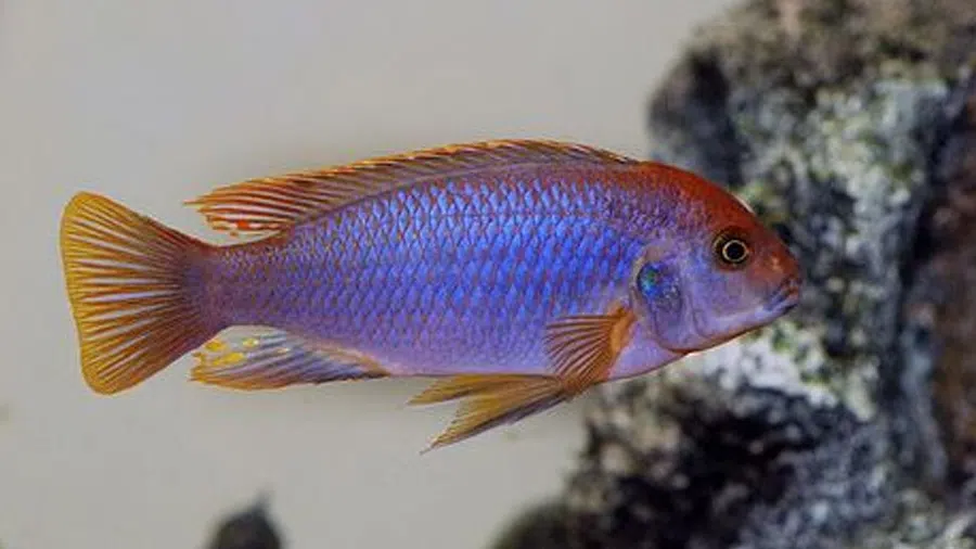 Lodotropheus Sprengerae (Paslı Cichlid) Erkek