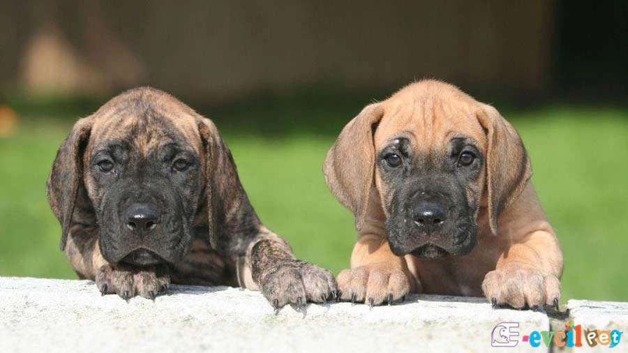 Great Dane Danua Temel Eğitimi ve Tuvalet Eğitimi