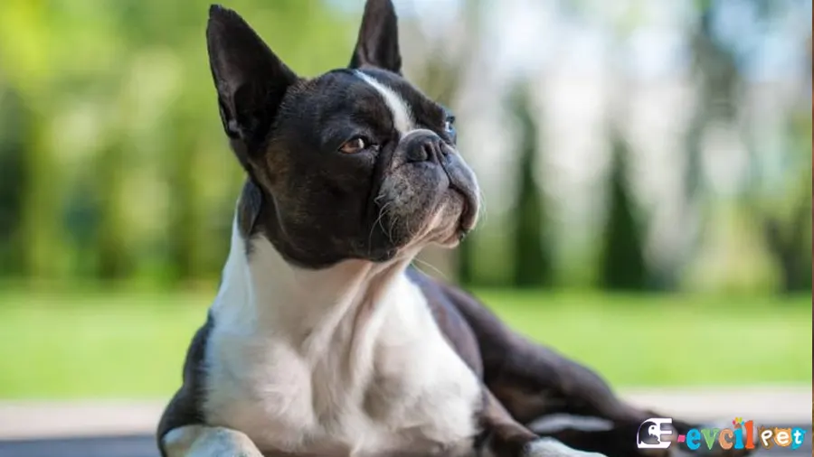 Boston Terrier Boston Terrier Bakımı ve Beslenmesi