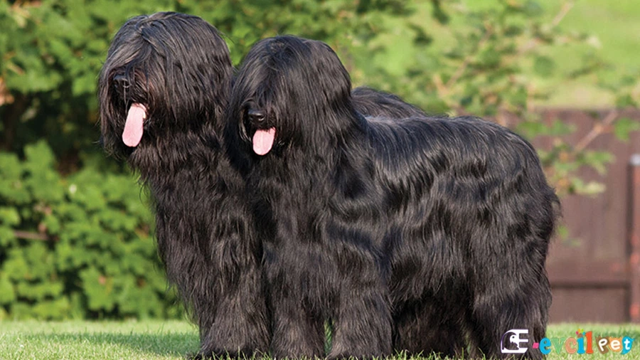 Briard Temel Eğitimi ve Tuvalet Eğitimi