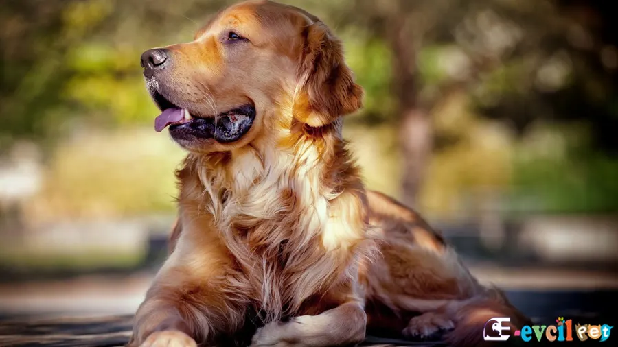 Golden Retriever Fiziksel Özellikleri