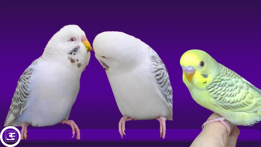 Fallow Muhabbet Kuşu