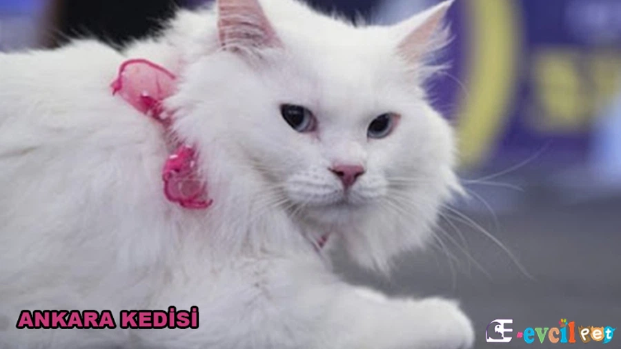 Ankara Kedisi Karakter Özellikleri