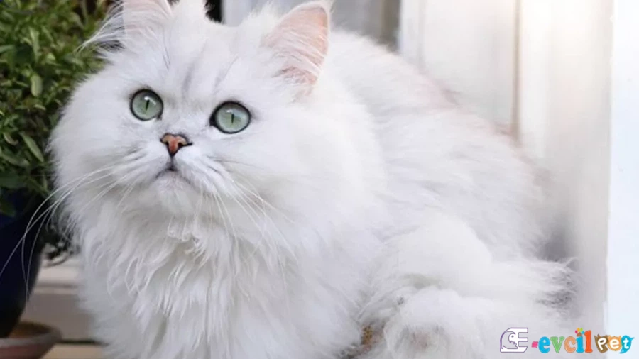 Chinchilla (Çinçila) Karakter Özellikleri