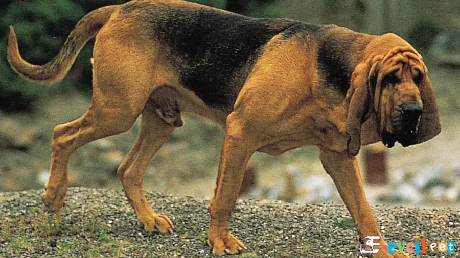 Bloodhound Bloodhound Karakter Özellikleri