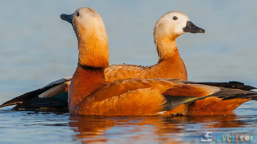 Angut Ördeği Eşi ile Birlikte