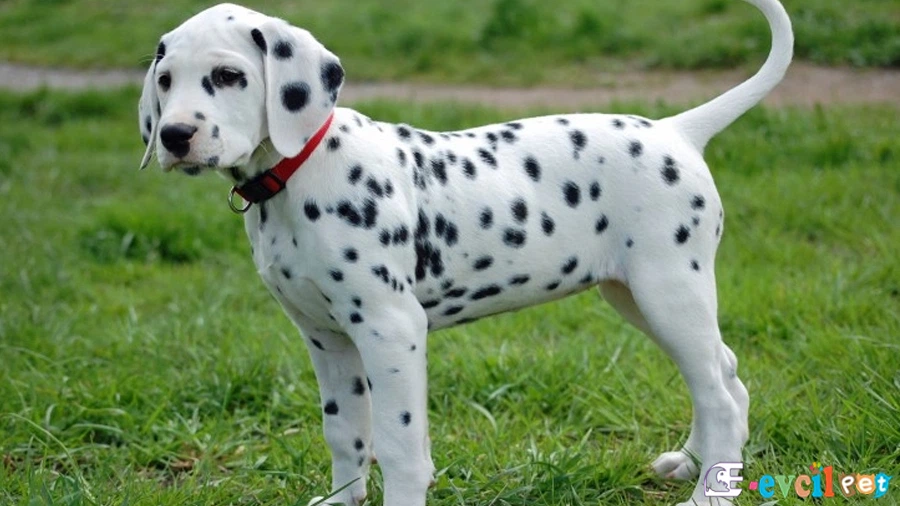 Dalmaçyalı (Dalmatian) Dalmaçyalı (Dalmatian)