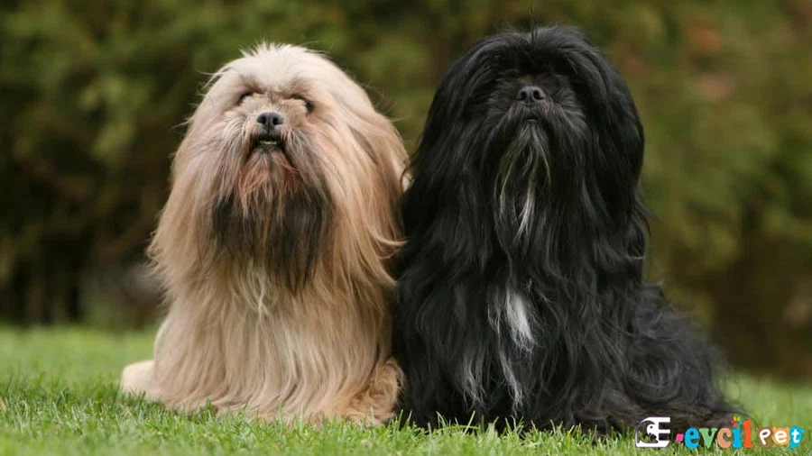 Lhasa Apso Lhasa Apso Bakımı ve Beslenmesi