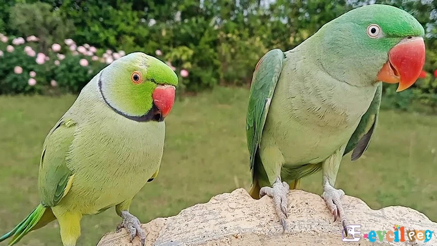 Pakistan Papağanı
