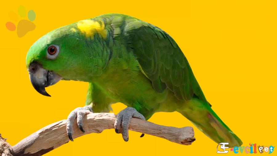 Amazon Papağanı Bakımı ve Beslenmesi