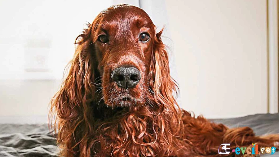 Irish Setter Genetik Sağlık Sorunları Hastalıkları (İrlanda Seteri)