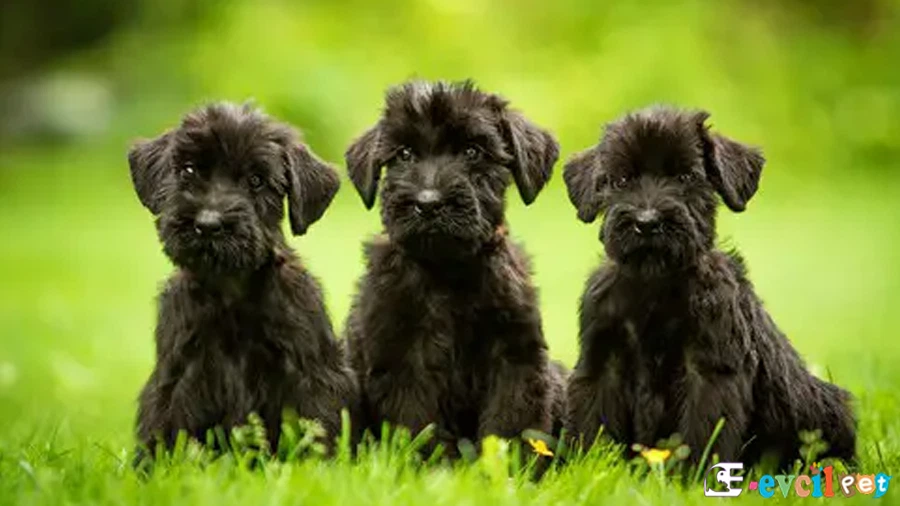 Giant Schnauzer Giant Schnauzer Genetik Sağlık Sorunları Hastalıkları
